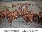 Hereford cattle in a ranch in south patagonia agentina