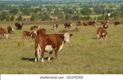 Hereford Cattle, Standing Alone From The Rest In Tall Grass In NSW Australia.