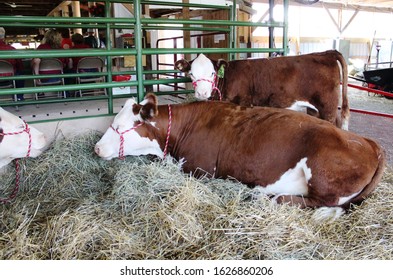 Hereford cattle in a tie stall at a county fair.