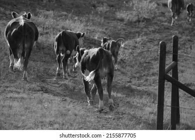 Hereford Cattle Walking Away On Ranch Stock Photo 2155877705 | Shutterstock