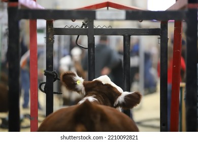 Hereford In Chute Cattle Show