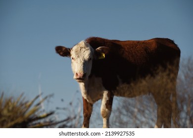 Hereford Cow For Beef Breed, Isolated On Blue Sky Background.