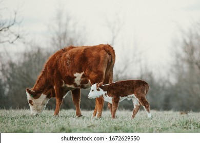 Hereford Cow Calf Pair Grazing