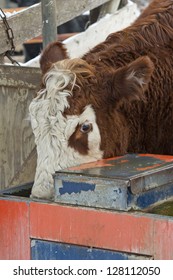 Hereford Cow Drinking In A Feed Lot