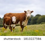 Hereford Cow and her Calve