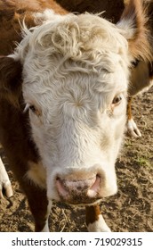 Hereford Cow Isolated Due To The Close Up Nature Of View