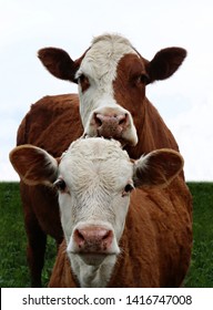 Hereford Cow With Newborn Calf Isolated On White Sky And Blurred Grass