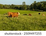 Hereford cow nursing her calf with other cattle grazing in a field during a golden hour late summer afternoon, St-Augustin-de-Desmaures, Quebec, Canada
