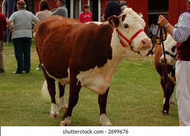 Hereford Cow At A & P Show