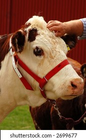 Hereford Cow At A & P Show