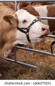 Hereford Cow At Show Bellowing. 