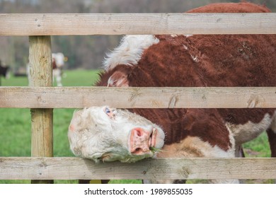 A Hereford cow stuck and struggling to get free from a wooden fence on Outney (Bungay) Common in England