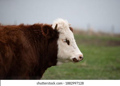 1,023 Hereford Bull Head Images, Stock Photos & Vectors 