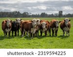 Hereford cows in a field on a regenerative agriculture farm. 