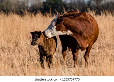 A Hereford Crossbred Beef Cow Licks Her Calf In A Dormant Winter Pasture