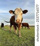 A hereford heifer in a field