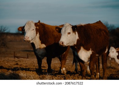 Hereford Herd Of Cattle Closeup During Winter On Beef Cow Farm In Shallow Depth Of Field.