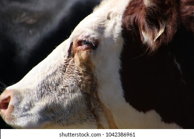 Hereford Steer With Pink Eye