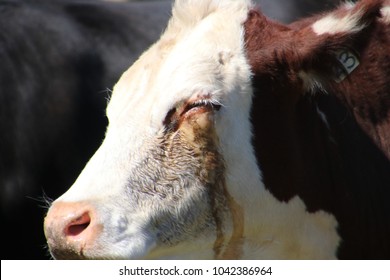 Hereford Steer With Pink Eye