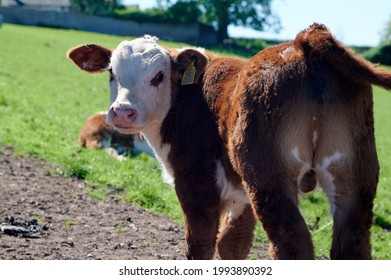 Herefordshire Cattle Head Staring At Camera