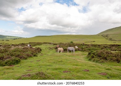 Heregest Ridge In The Black Mountains Of Wales.