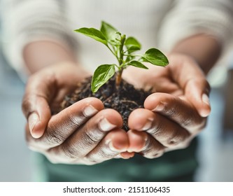 Heres To New Beginnings. Cropped Shot Of An Unrecognizable Woman Holding A Plant Growing Out Of Soil.