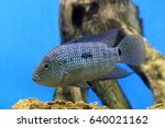 Herichthys cyanoguttatus. Aquarienfische closeup Aquarium