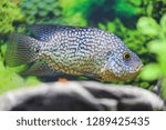 Herichthys cyanoguttatus. Texas cichlid, Cichlasoma diamond swims in a transparent tank. Close-up fish