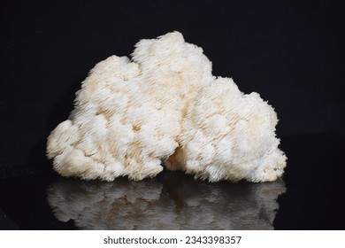Hericium erinaceus (also called lion's mane mushroom, mountain-priest mushroom, bearded tooth fungus, and bearded hedgehog) is an edible mushroom belonging to the tooth fungus group. 