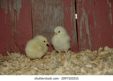 Heritage Breed Baby Chickens In Front Of Red