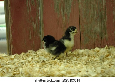 Heritage Breed Baby Chickens In Front Of Red