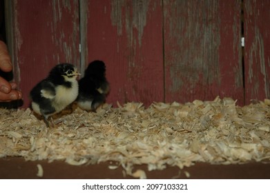 Heritage Breed Baby Chickens In Front Of Red