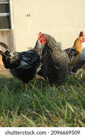 Heritage Breed Chickens And Rooster In Coop