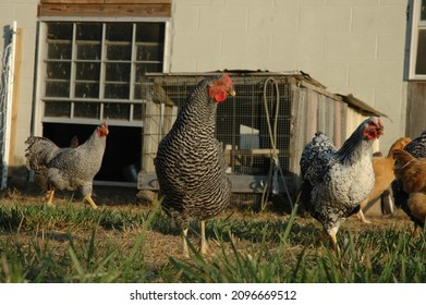 Heritage Breed Chickens And Rooster In Coop