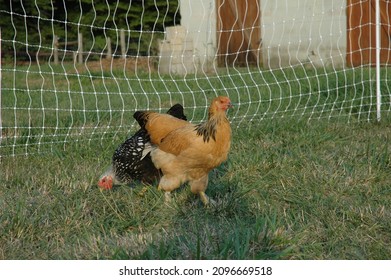 Heritage Breed Chickens And Rooster In Coop