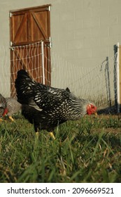 Heritage Breed Chickens And Rooster In Coop