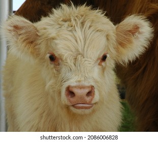 Heritage Breed Highland Calf Country Fair