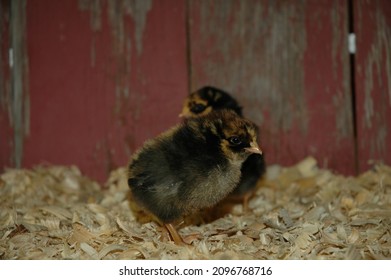 Heritage Breed Rare Chicks Red Barn