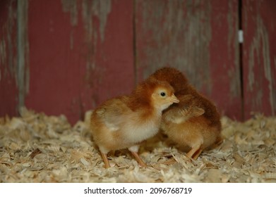 Heritage Breed Rare Chicks Red Barn