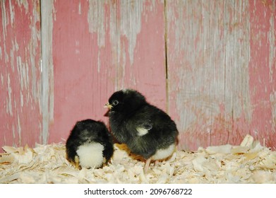 Heritage Breed Rare Chicks Red Barn