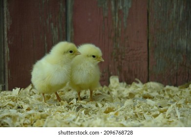 Heritage Breed Rare Chicks Red Barn