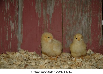 Heritage Breed Rare Chicks Red Barn