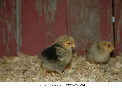 Heritage Breed Rare Chicks Red Barn