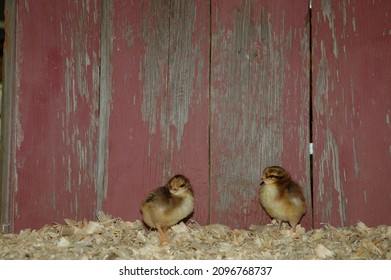 Heritage Breed Rare Chicks Red Barn