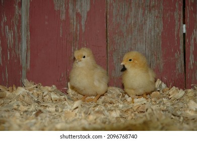 Heritage Breed Rare Chicks Red Barn