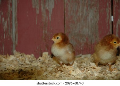 Heritage Breed Rare Chicks Red Barn