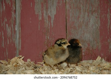 Heritage Breed Rare Chicks Red Barn