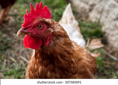 Heritage Chicken Breed