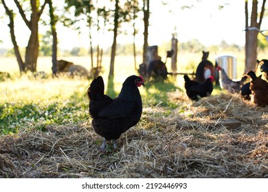 Heritage Chickens On A Small Farm In Ontario, Canada.