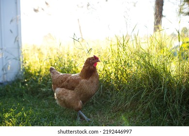 Heritage Chickens On A Small Farm In Ontario, Canada.